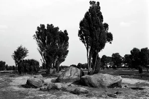 Heath Impressions: Lüneburger Heide