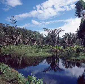 Madagascar Prints: Madagaskar