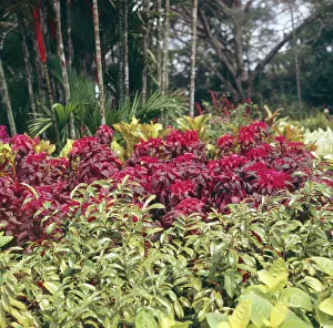 Madeira / Portugal
