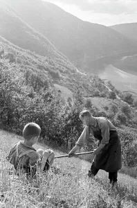 Vigneron au travail dans la vigne, Allemagne années 1930.
