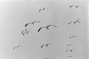Skandinavien Prints: Möwen am Himmel