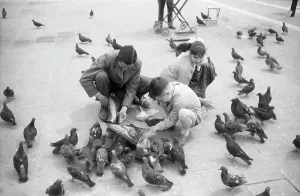 : Niños alimentando palomas en la Plaza de San Marcos en Venecia, Italia 1954.