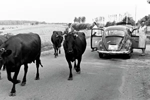 Ford Prints: Norddeutschland