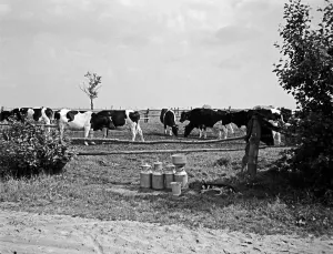 Cows Prints: Ostpreußen