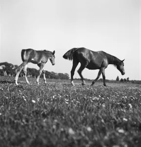 Muttertier Imprime: Pferde