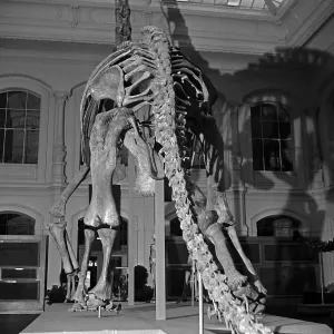 Naturkundemuseum Stampe: Prähistorischer Saurier