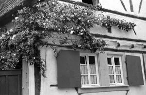 Window Prints: Rettichfest in Schifferstadt