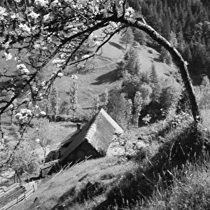 Schwarzwald