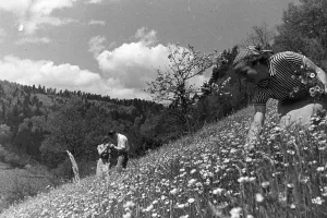 Schwarzwald, Alpirsbach