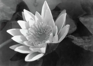 Seerose