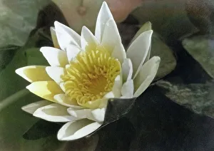 Seerose