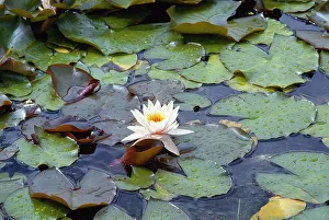 Seerose