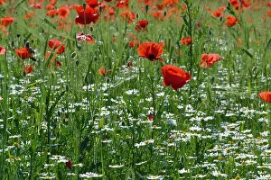 Sommergarten mit Mohn und Margeriten