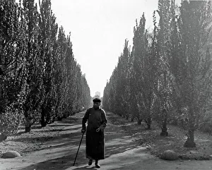 Allee Prints: Spaziergang