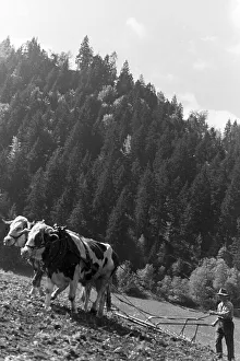 Landarbeit Prints: St. Märgen, Schwarzwald