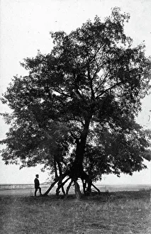 Stilt-Akaziebaum in der Nähe von Bonn, Deutschland 1920.