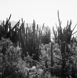 Negativstreifen 5 Prints: Venezuela