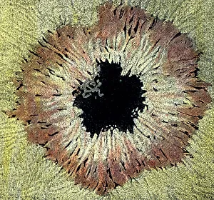 Vulkanismus