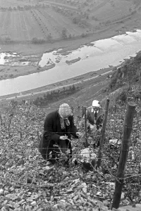 Weinlese Prints: Weinernte bei Serrig