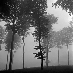 Emotion Impressions: Weinfeld