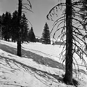 Feldberg Prints: Winter