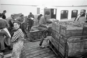 Lavoratori del dike scaricano un nave, Lelystadhaven 1955